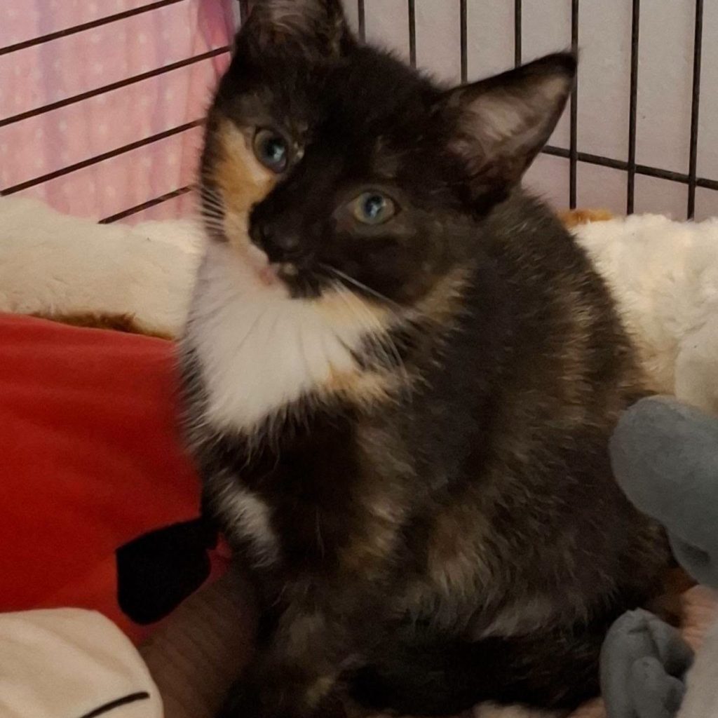 tigra_2
